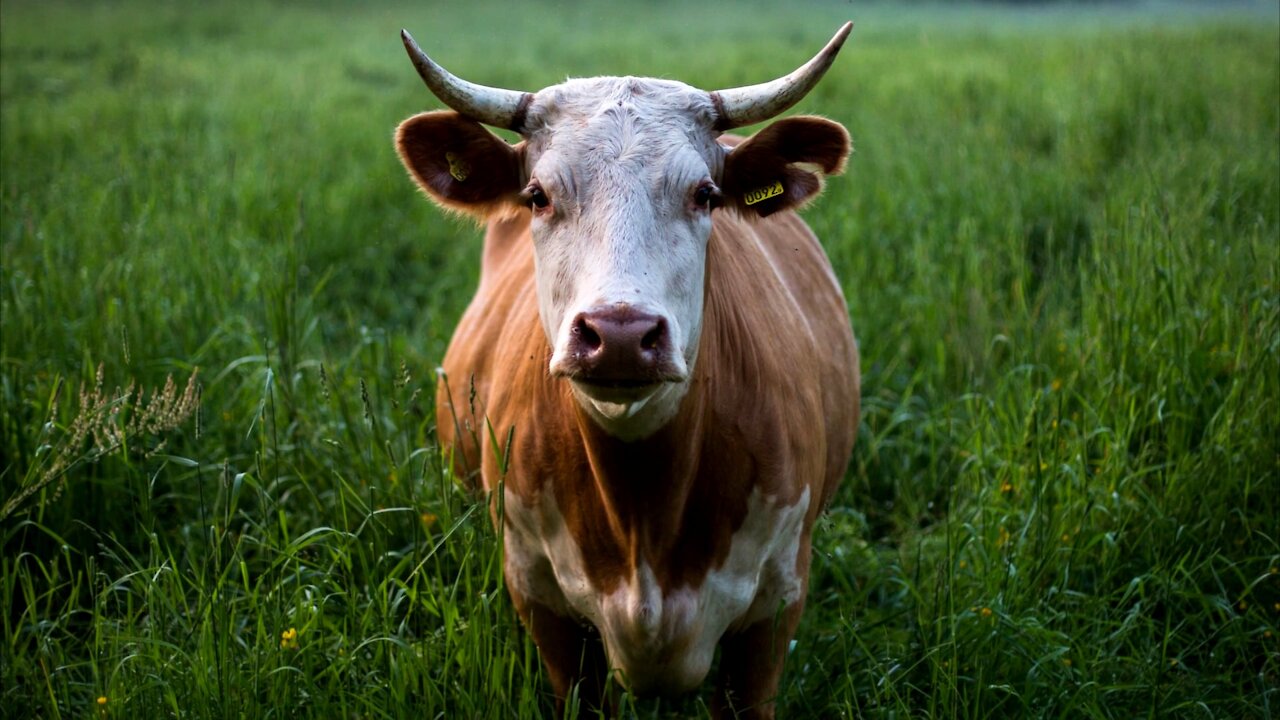 Just A Taste: Solari Food Series - Francois Vecchio