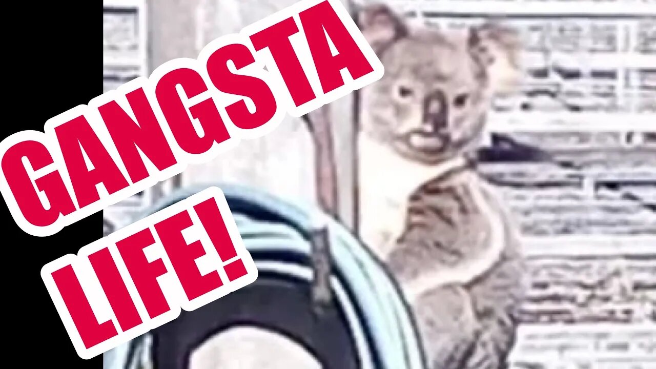 Koala Livin' the GANSTA Life! #koala #animals