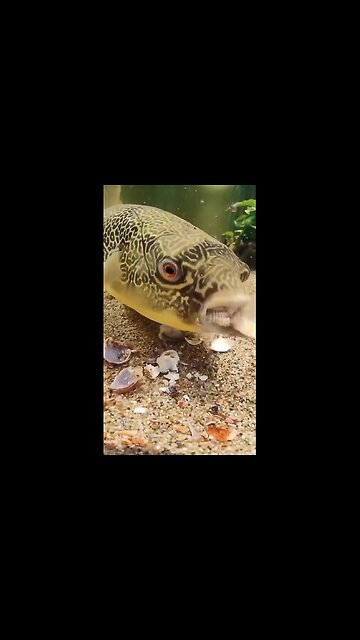 Nevermind, little fish.