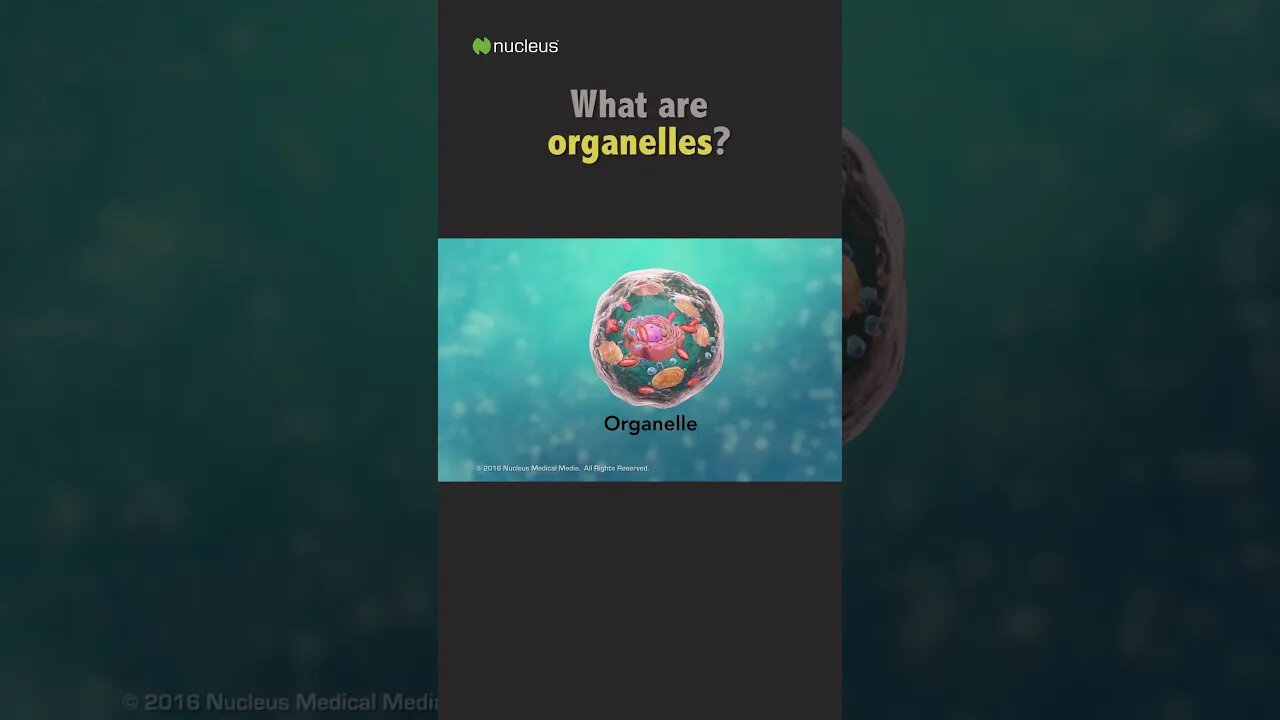 Biology Quiz: What are organelles?