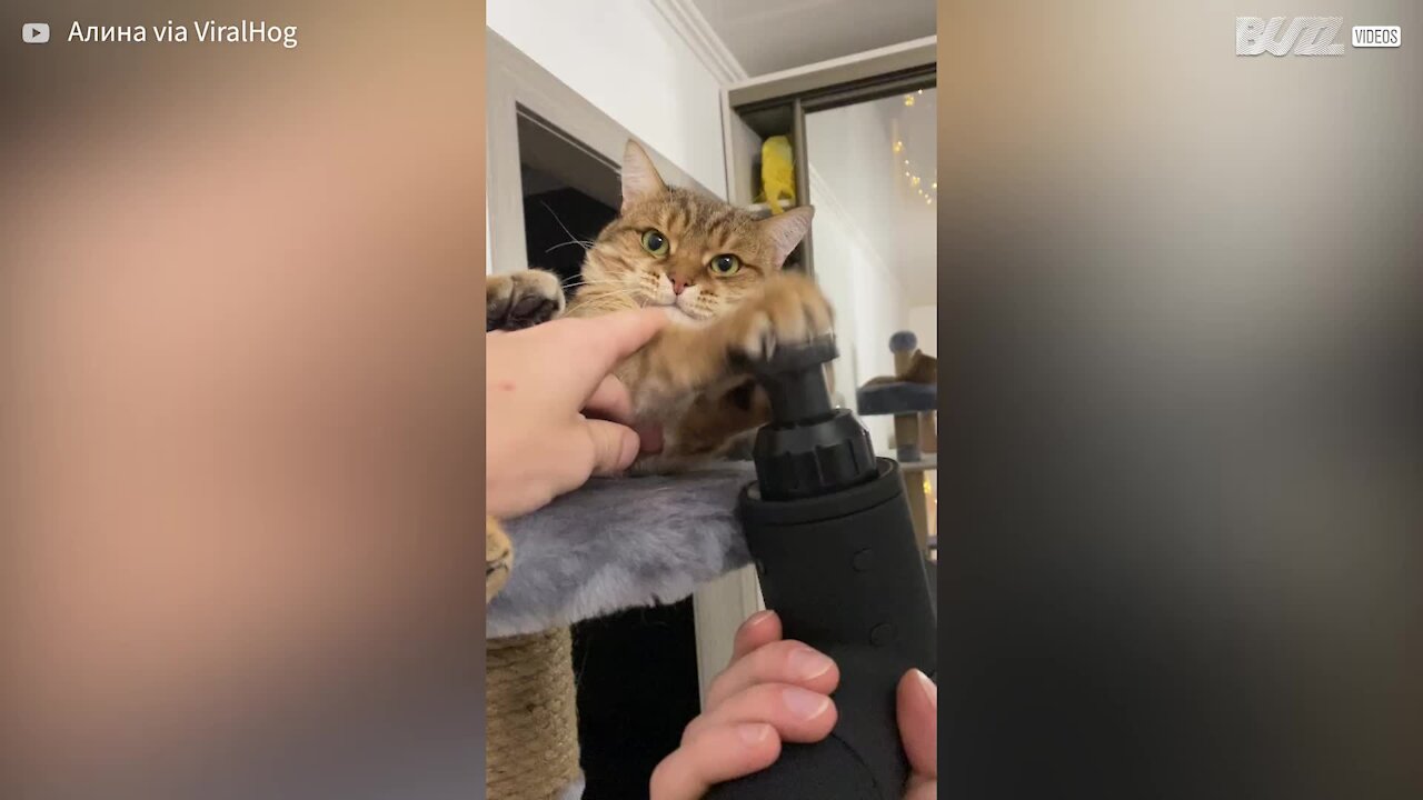 Gato fica hipnotizado com massageador