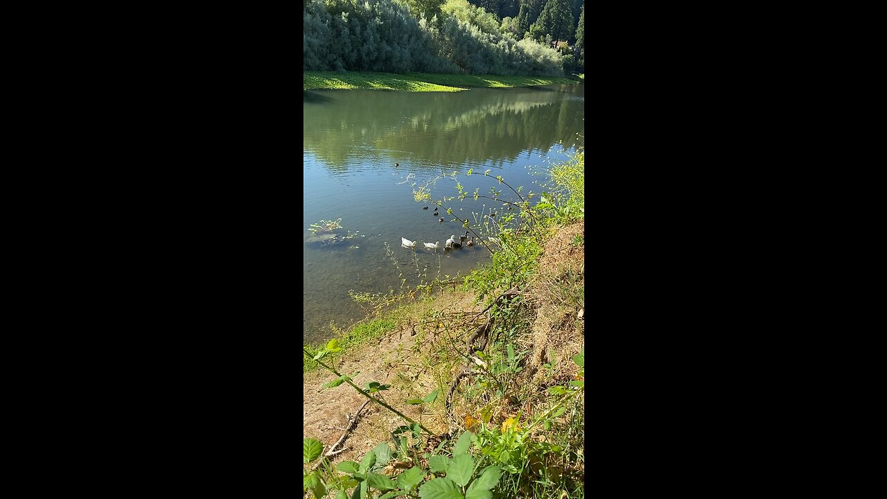 Our back yard on the river