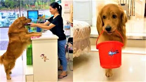 Smart dog This dog just too smart