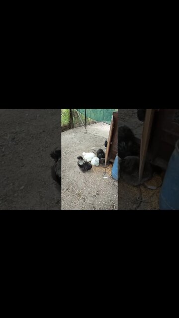 Good Morning Silkies 11th May 2023