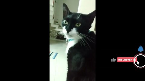 Gato Bartolomeu Tunico sozinho em casa fazendo bagunça #Shorts