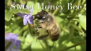 Sweet Honey Bee