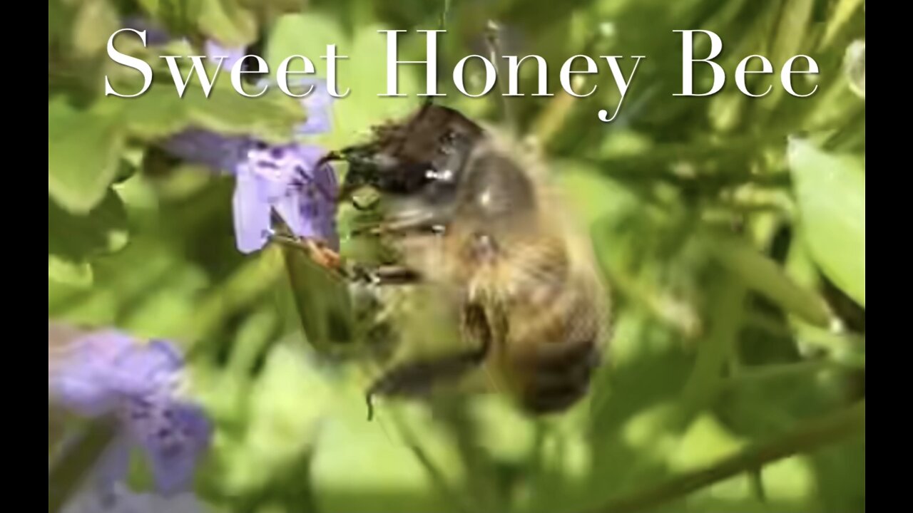 Sweet Honey Bee