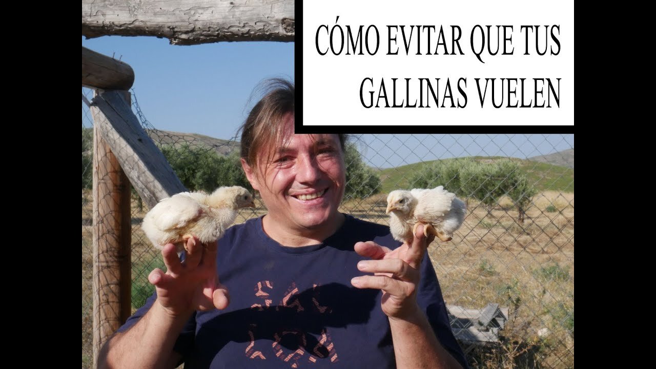 Cómo evitar que tus gallinas patos pavo reales vuelen