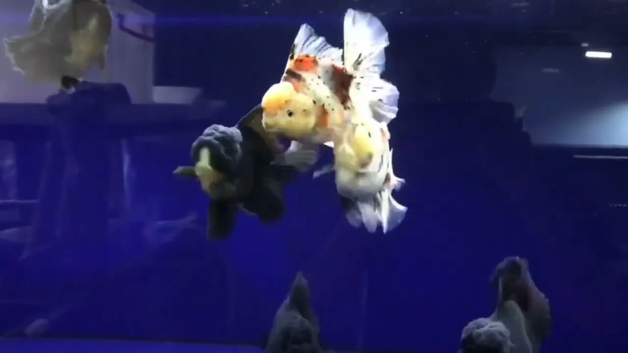 Wow super beautiful goldfish in tank-2