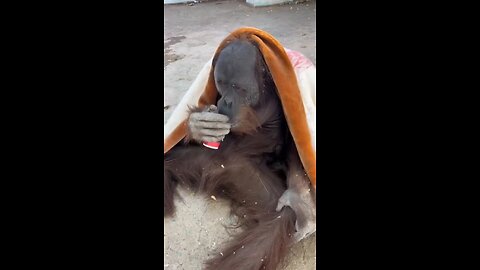 Funny animals |dogs and cats | funny pets
