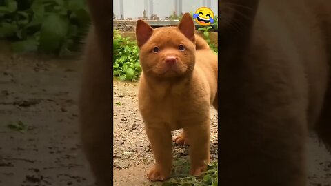 funny dog new video 😁😁😁😁 #funnyvideo #petvideos
