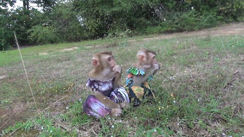 Two Monkeys stay outdoor with puppies