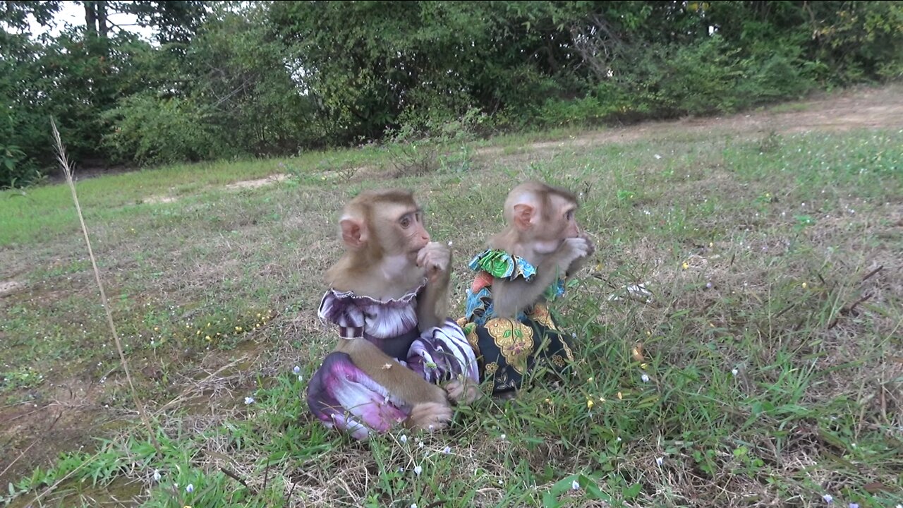 Two Monkeys stay outdoor with puppies