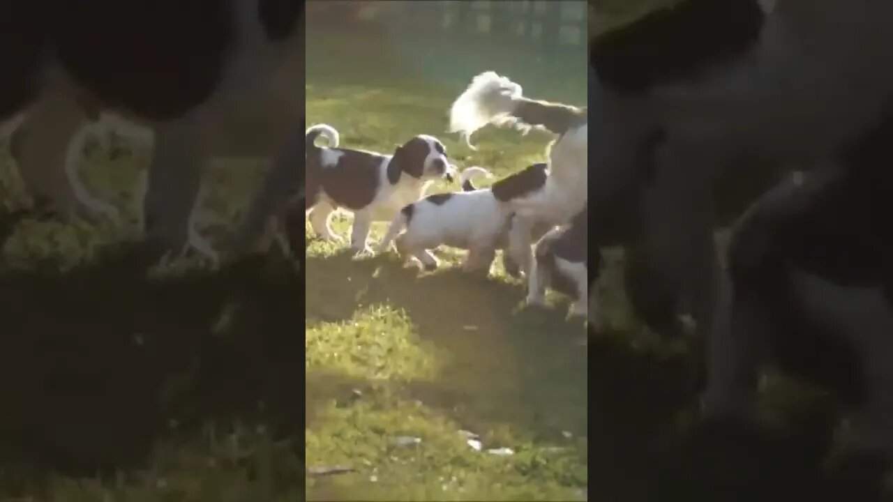 Sprocker Spaniel Puppies chasing their mum for milk