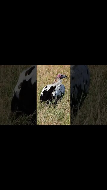 Super Rare Leucistic Lappet-faced Vulture #Wildlife | #ShortsAfrica