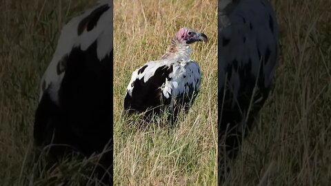 Super Rare Leucistic Lappet-faced Vulture #Wildlife | #ShortsAfrica