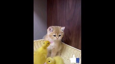 funniest_🤣🤣😱 litte_duckling_and_cat