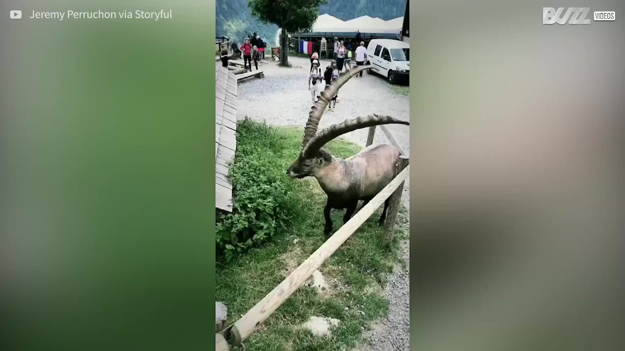 Anche lo stambecco apprezza la bellezza naturale delle Alpi francesi