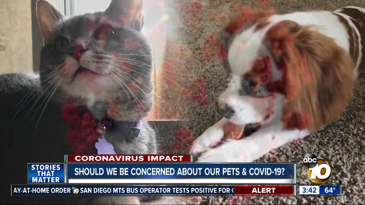 People infected with COVID-19 could possibly pose a danger to pets