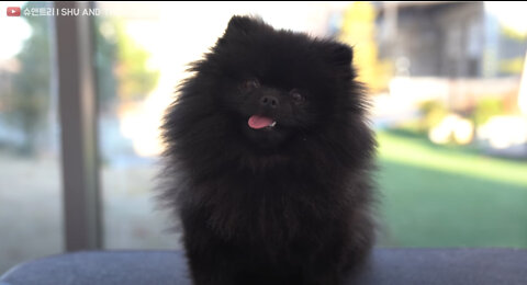 Cute Pomeranian after hibernation?