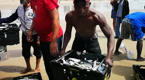 SOUTH AFRICA - Durban - Sardines being netted at Durban beachfront (Videos) (Dwk)