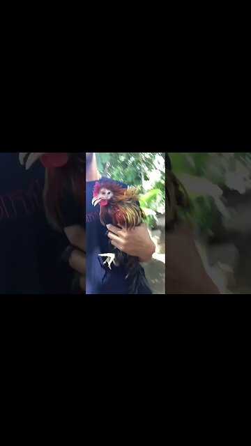 Saving the injured coq