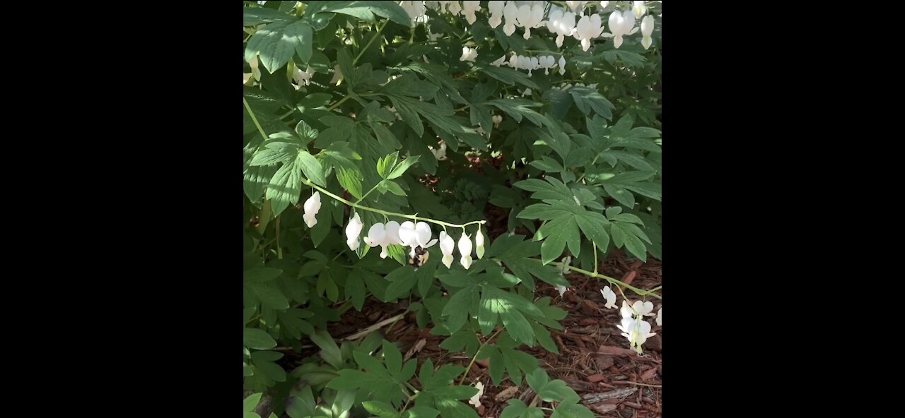 Bumblebee Flying and Pollinating Bleeding Hearts in Slow Motion