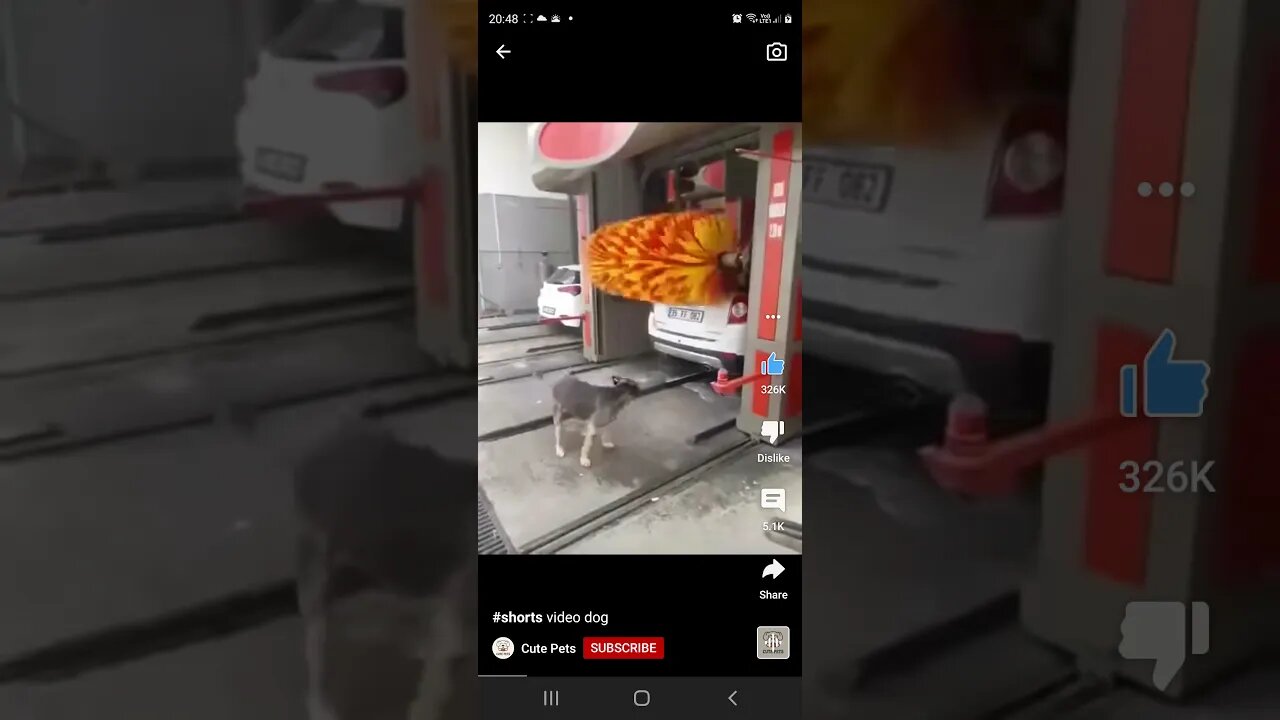 Dog At The Car Wash