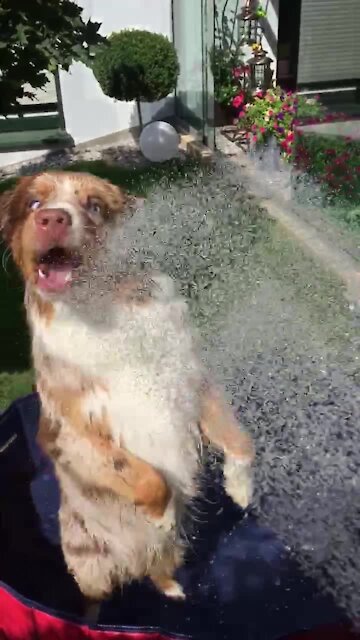Dog Literally Can‘t Wait Until The Pool Is Full Of Water