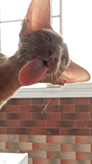 Check out the cat tongue 😛