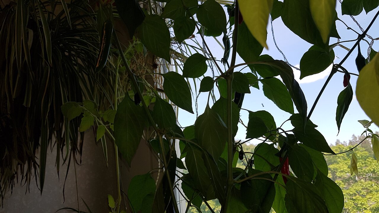 Covid cures that narcissists will try to keep from your. India vs Brazil. Chili update