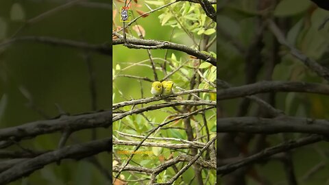 Indian White-eye #singingbirds #wildlifephotography #awareness #passeriformesaroundtheworld #Wildpak