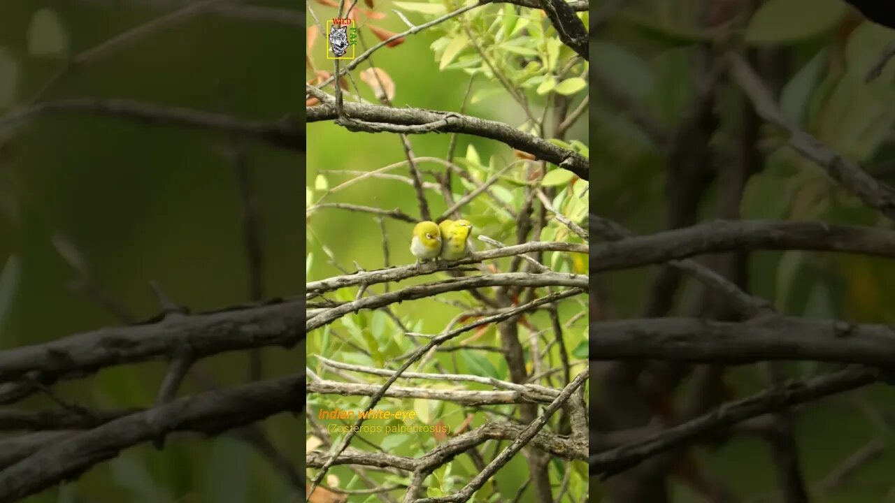 Indian White-eye #singingbirds #wildlifephotography #awareness #passeriformesaroundtheworld #Wildpak