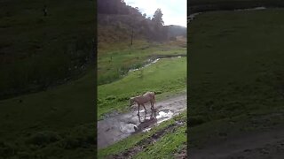 The secret lives of horses. Brumby walking down the road.