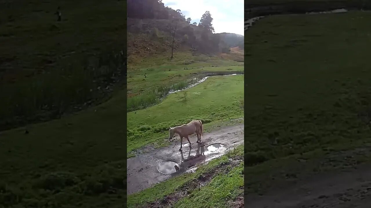 The secret lives of horses. Brumby walking down the road.