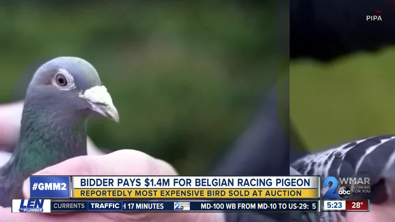 Bidder pays $1.4M for Belgian racing pigeon