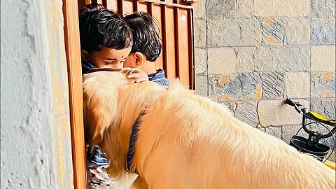 Toleration 😂 #goldenretriever #twinsisters