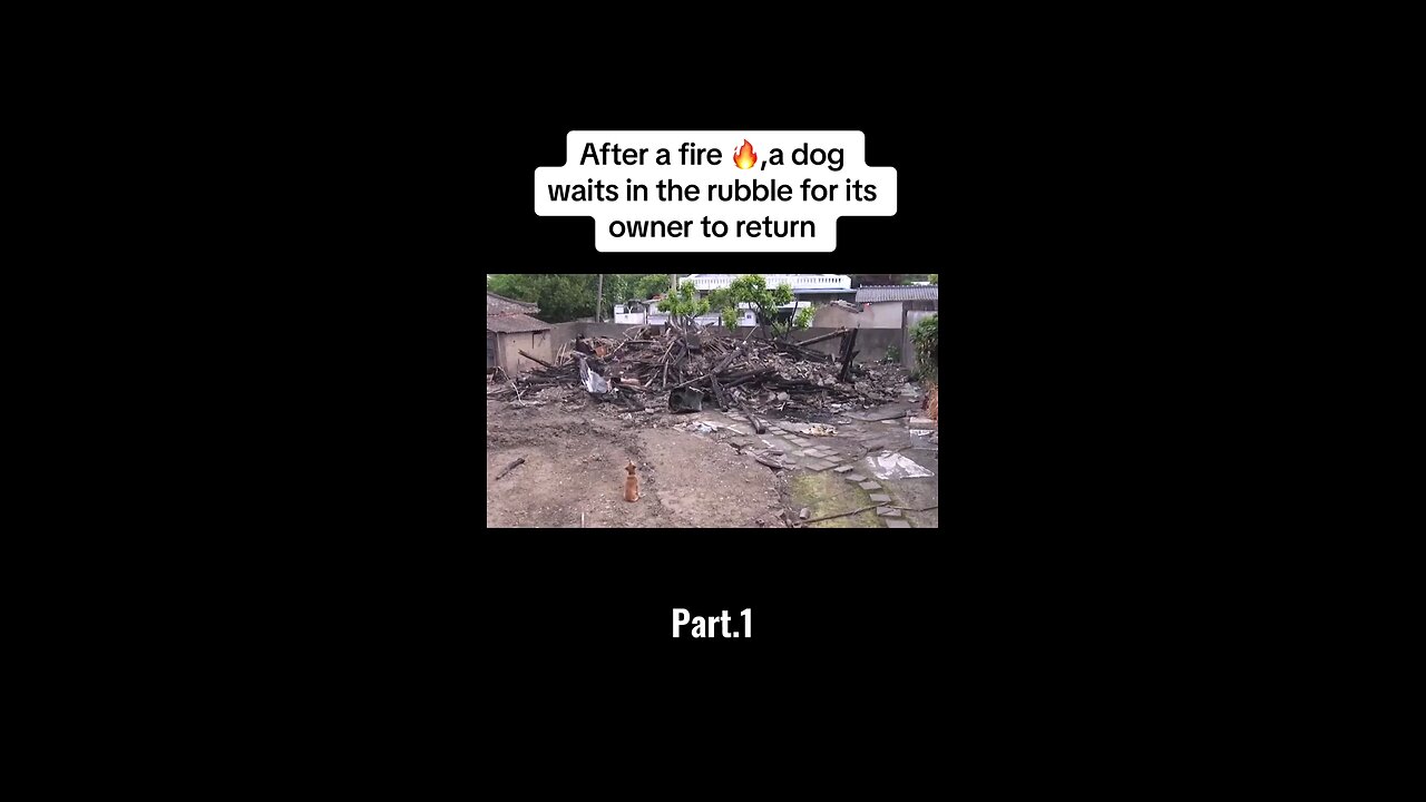 Dog waits in the rubble for its owner to return Part 1