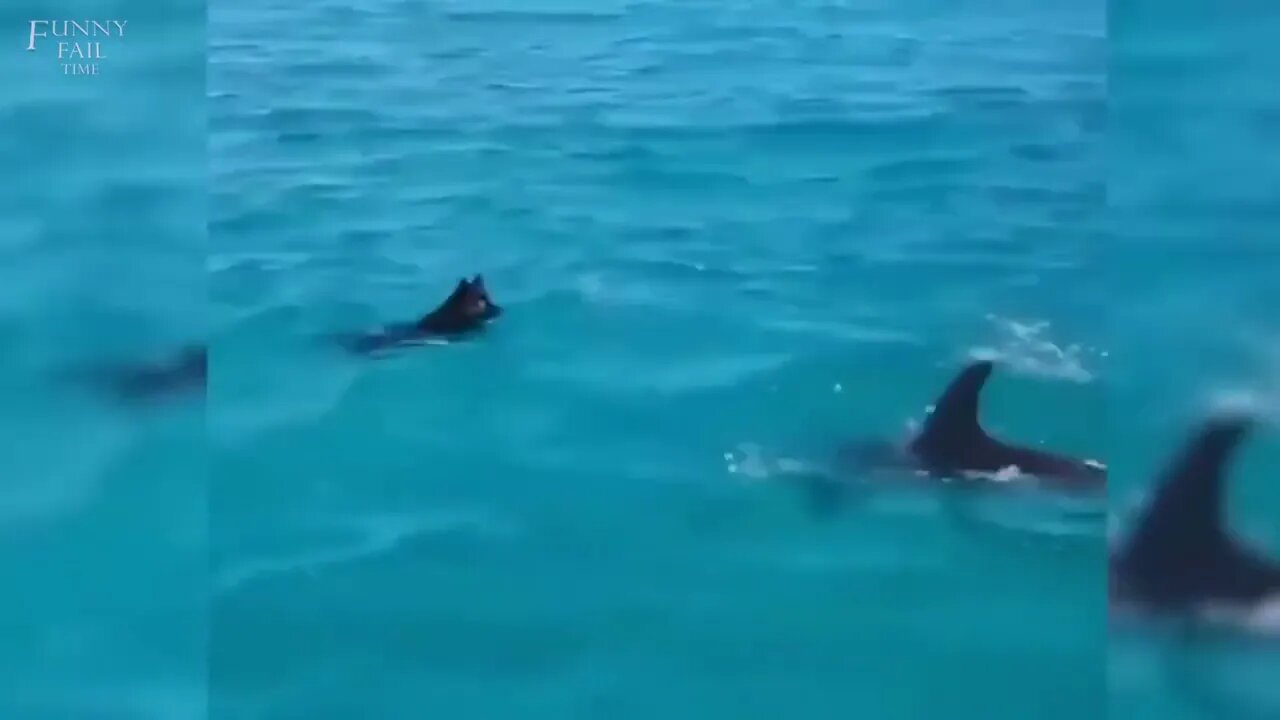 AMAZING DOLPHINS VIDEOS - FUNNY DOLPHINS COMPILATION