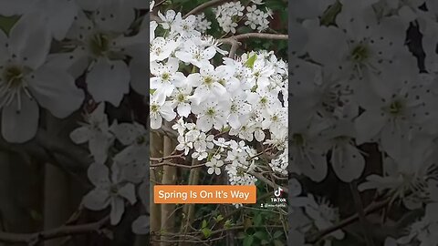 Spring Is On It's Way #spring #faithevans