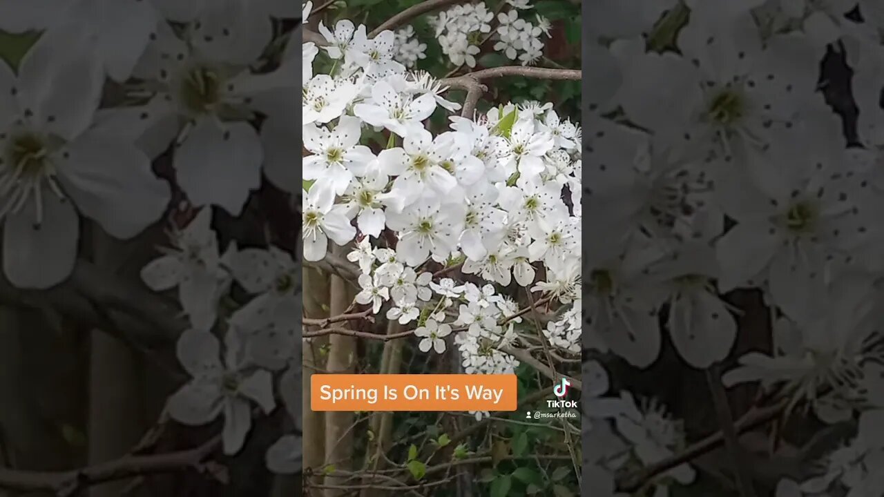 Spring Is On It's Way #spring #faithevans