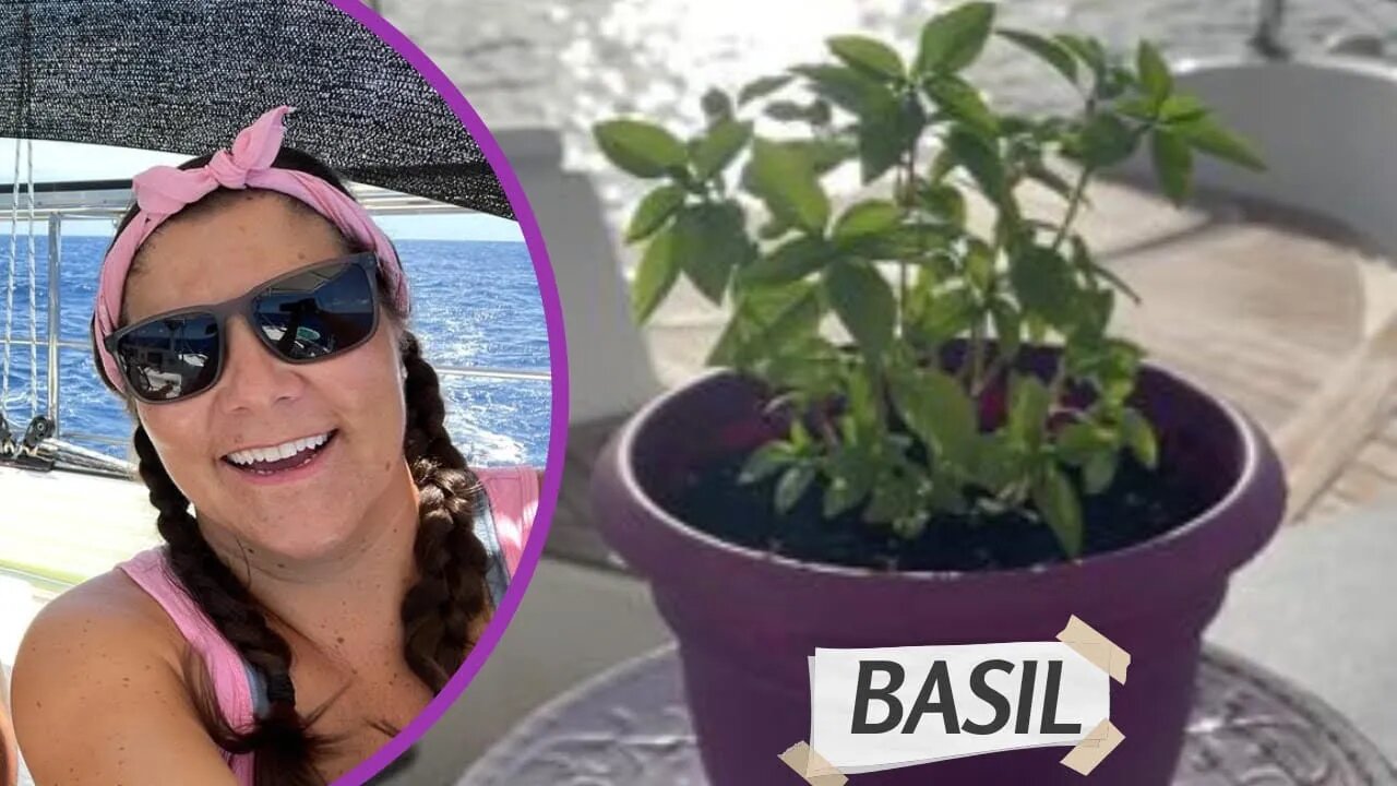 Boat Garden Basil, I can’t get enough!