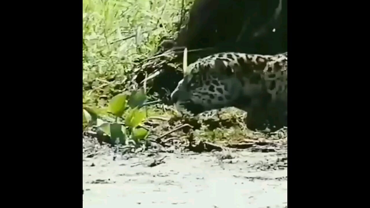 Jaguars Expert Crocodile Hunters Jaguar Hunts Caiman Lizard Jaguar Attacked Crocodile