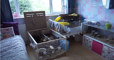 Insane Pet Room Full Tour