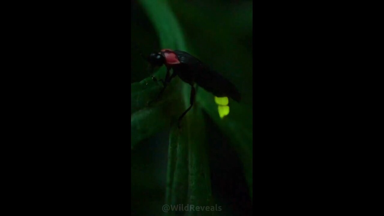 video insect fire fly