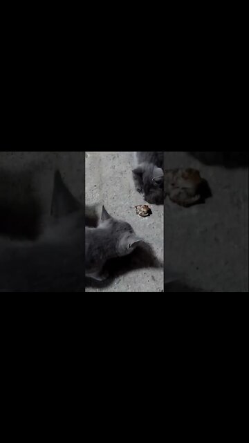 Бездомные голодные Кошки дворах без еды и воды