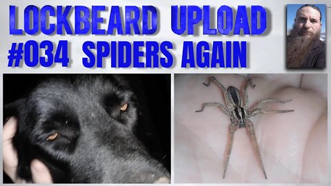 UPLOAD #034. Spiders again