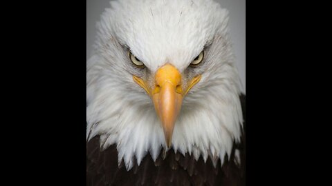 Bald Eagle Walking