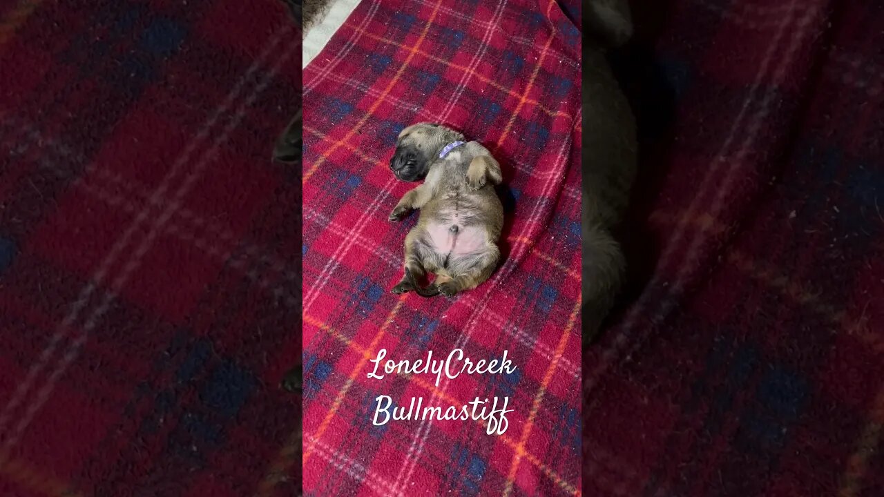 LonelyCreek bullmastiff baby puppy #adorablepuppy #bullmastiffpuppy