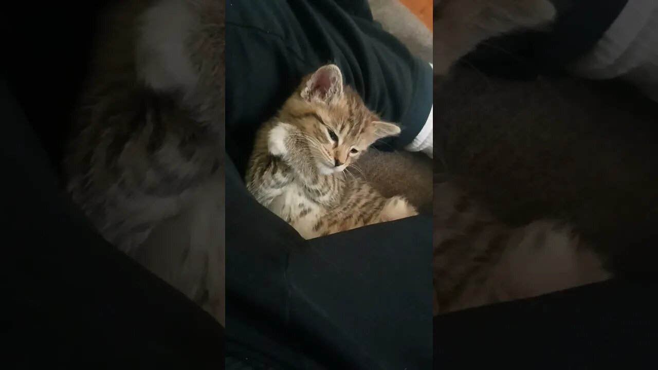 kitten hugs itself asleep